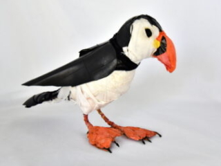 Puffin by Bryant Holsenbeck