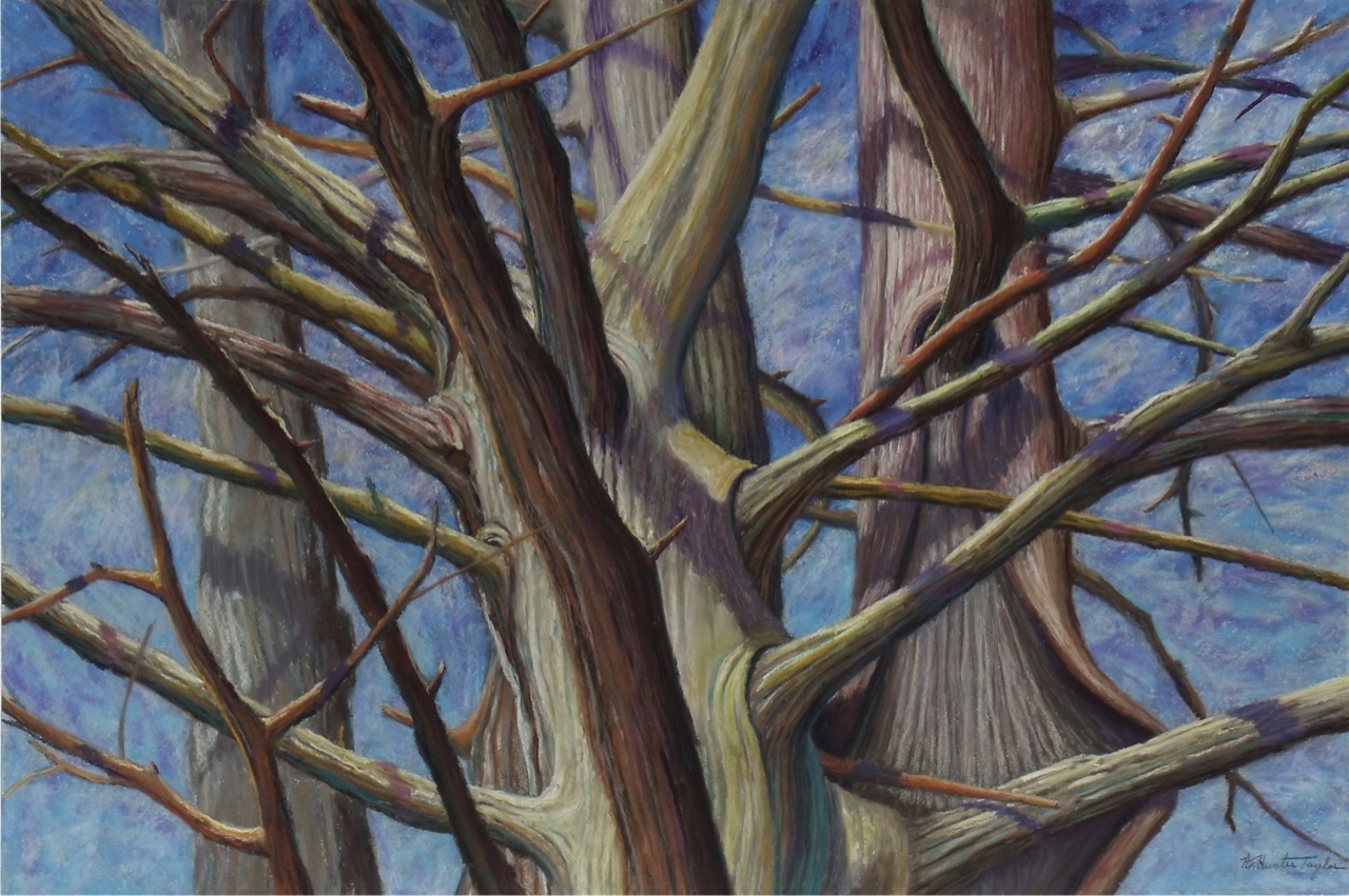 Cedar Abstractions by A. Hunter Taylor, pastel, 24 x 36 at Craven Allen Gallery