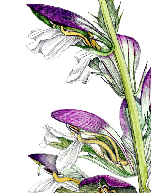 Acanthus by Ippy Patterson, botanical print on paper, 30 x 22 at Craven Allen Gallery