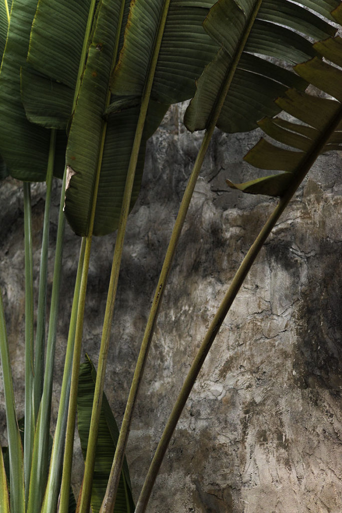 Bali Palm Trees by Greg Plachta, photograph at Craven Allen Gallery