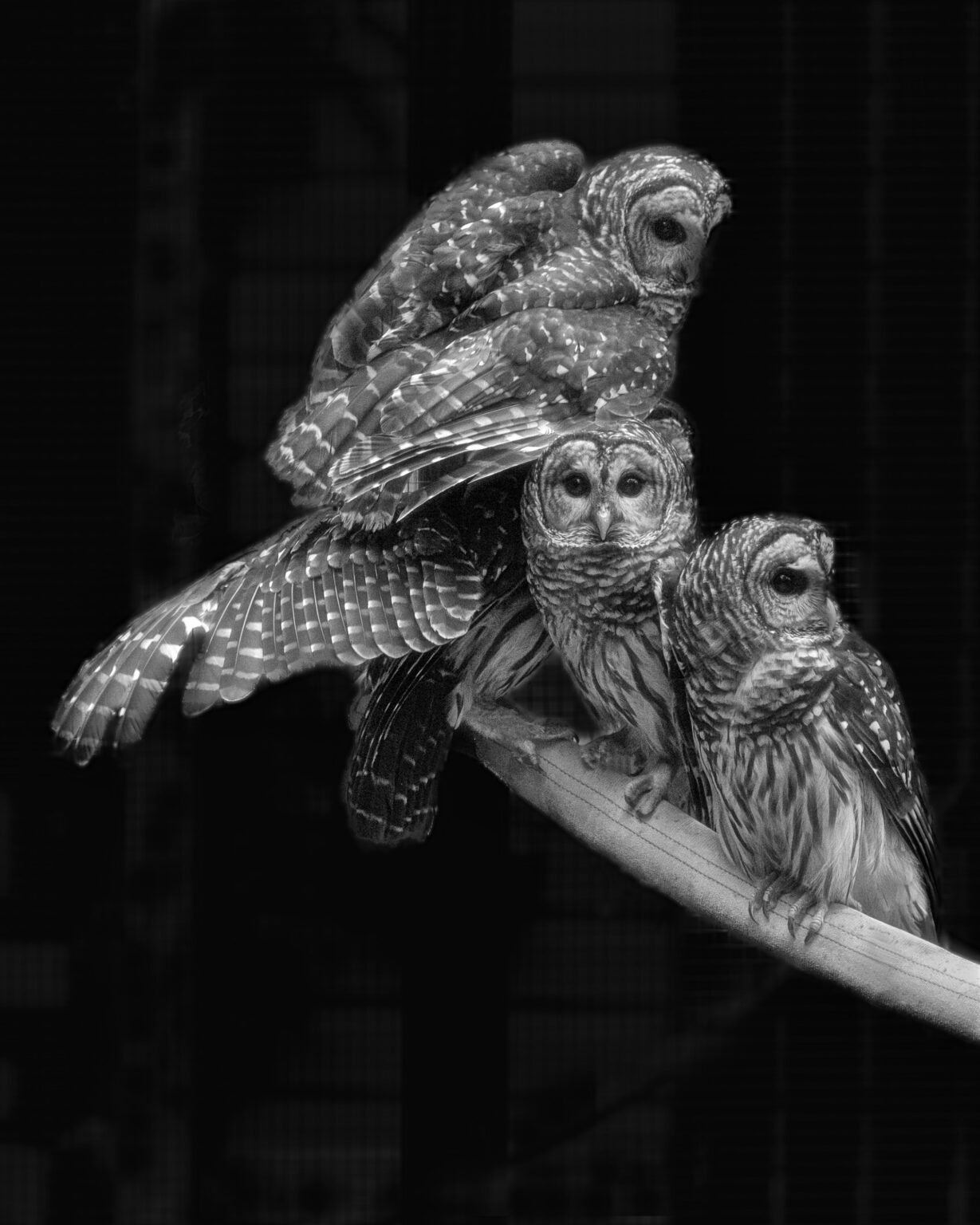 Barred Owls I by Donna Wesley Spencer, pigment print, 20 x 16, $1,100