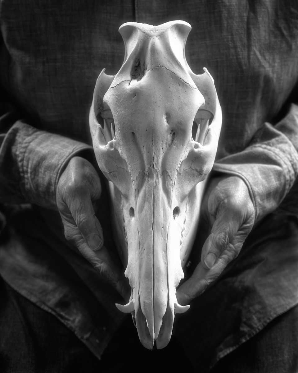 Boar Skull by Donna Wesley Spencer, platinum palladium print, 10 x 8, $900