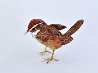 Carolina Wren by Bryant Holsenbeck