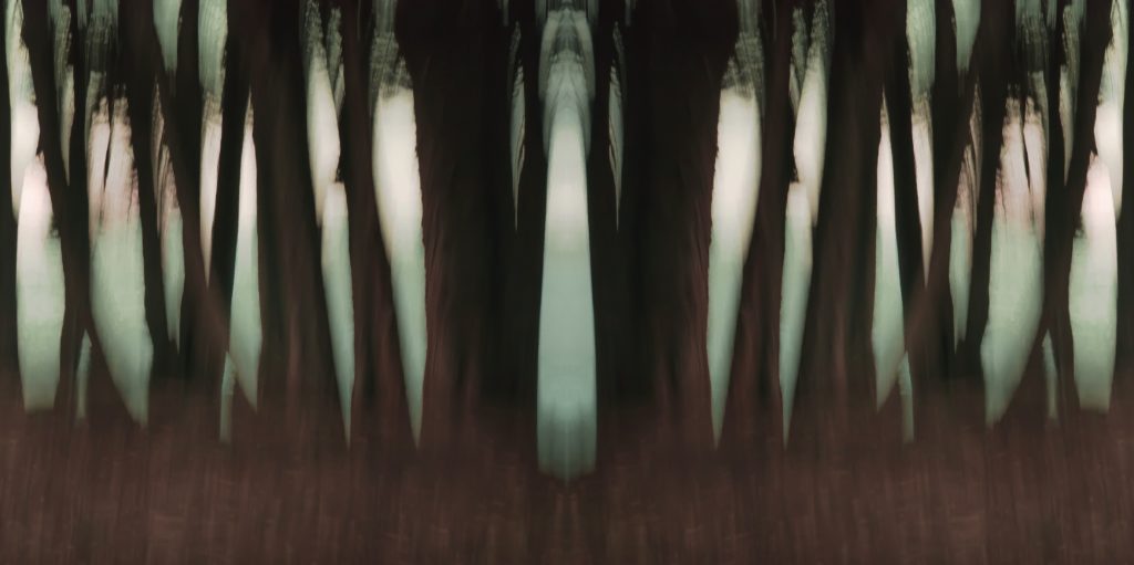 Dark Forest Desert Trees, Arizona by Dan Gottlieb, ink jet print and acrylic on plexiglass, 36×66.PR at Craven Allen Gallery