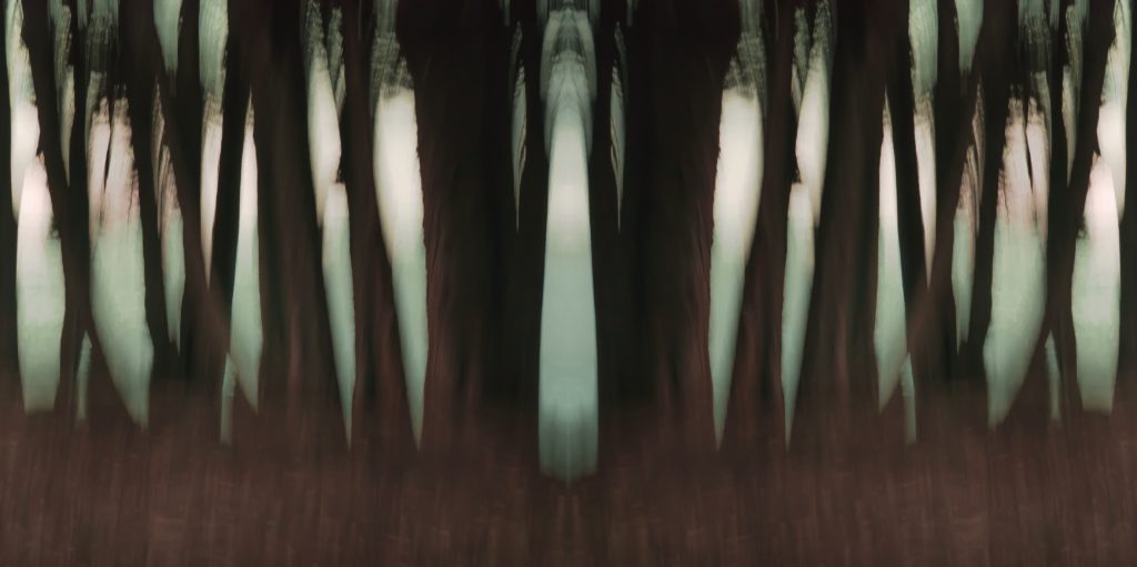 Dark Forest Desert Trees, Arizona by Dan Gottlieb, ink jet print and acrylic on plexiglass, 36×66.PR at Craven Allen Gallery