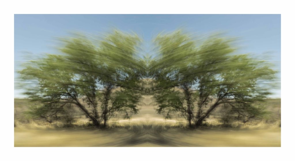 Desert Trees, Arizona by Dan Gottlieb, ink jet print and acrylic on plexiglass, 30×42.PR at Craven Allen Gallery