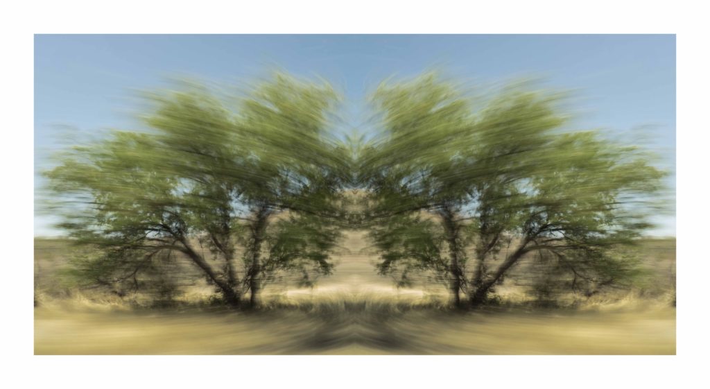 Desert Trees, Arizona by Dan Gottlieb, ink jet print and acrylic on plexiglass, 30×42.PR at Craven Allen Gallery