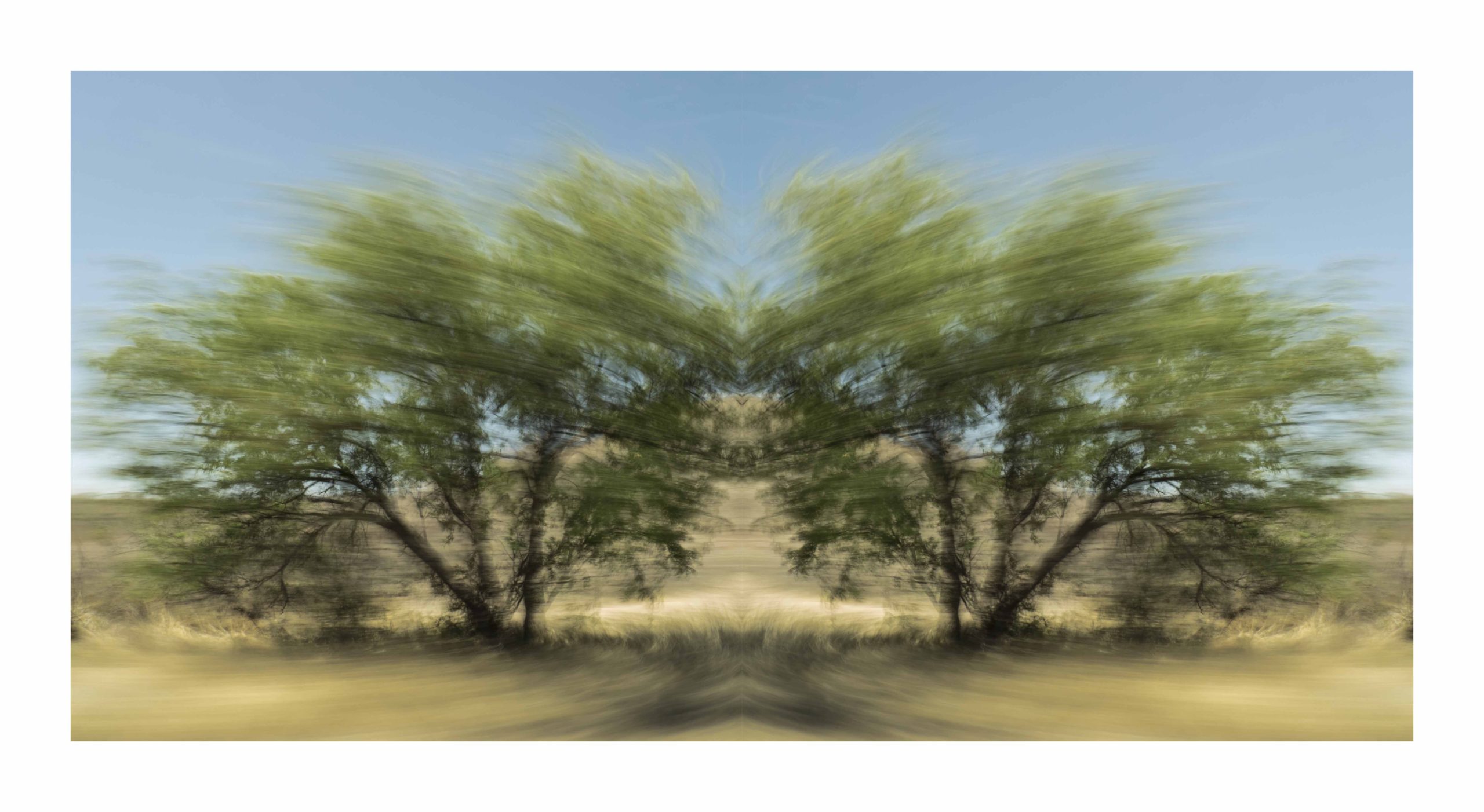 Desert Trees, Arizona by Dan Gottlieb, ink jet print and acrylic on plexiglass, 30×42.PR at Craven Allen Gallery