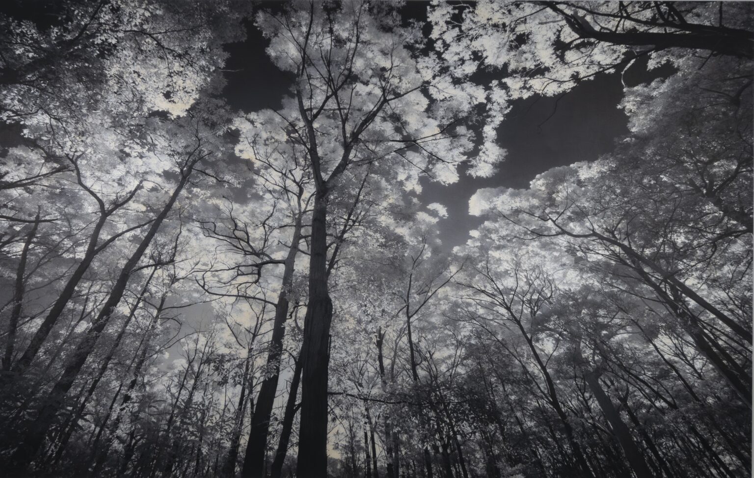 Look Up, The Sky by Dan Gottlieb, mixed media on acrylic, 24 x 36, $2,800