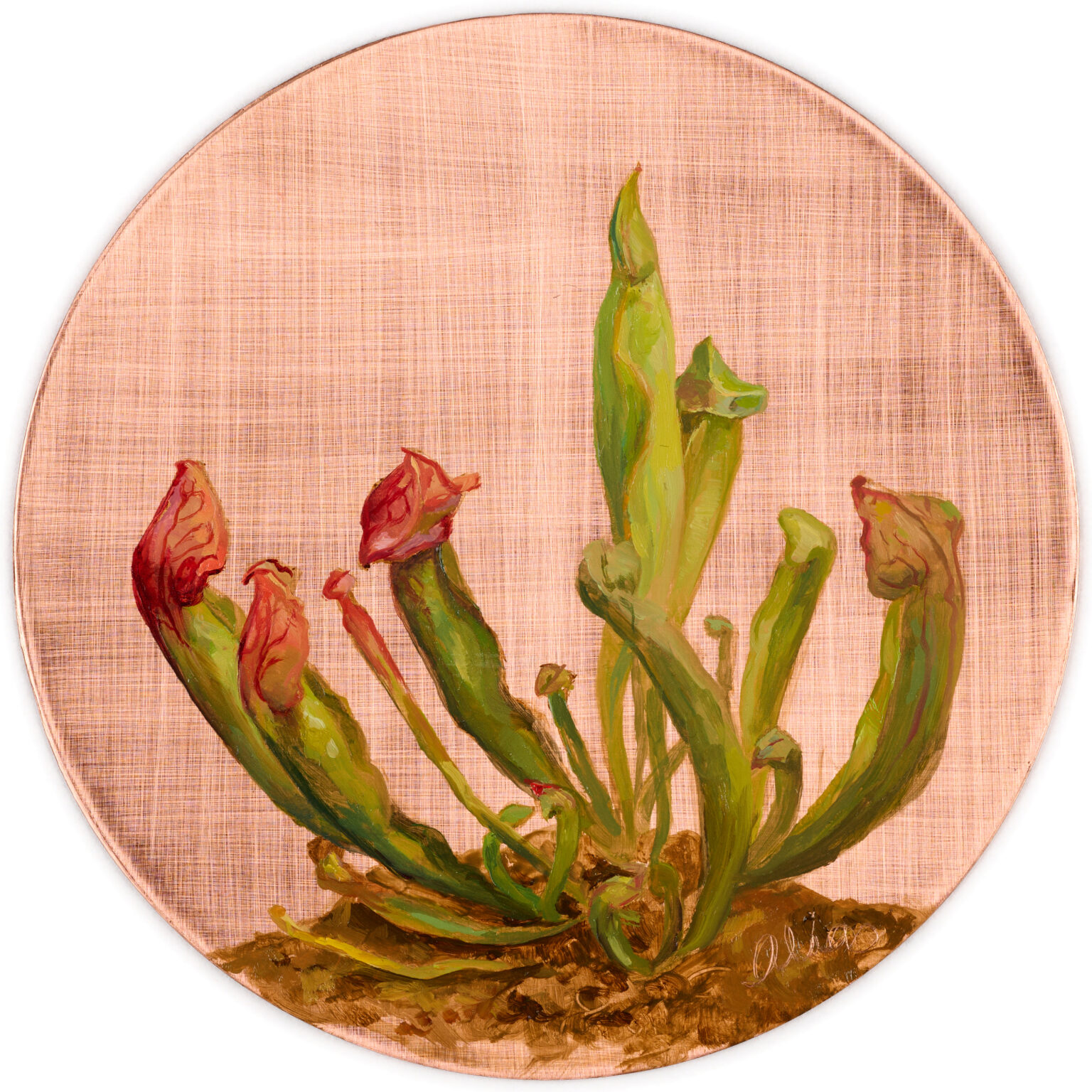 Pitcher Plant by Alia El-Bermani, oil on copper, 6 x 6, 1,500