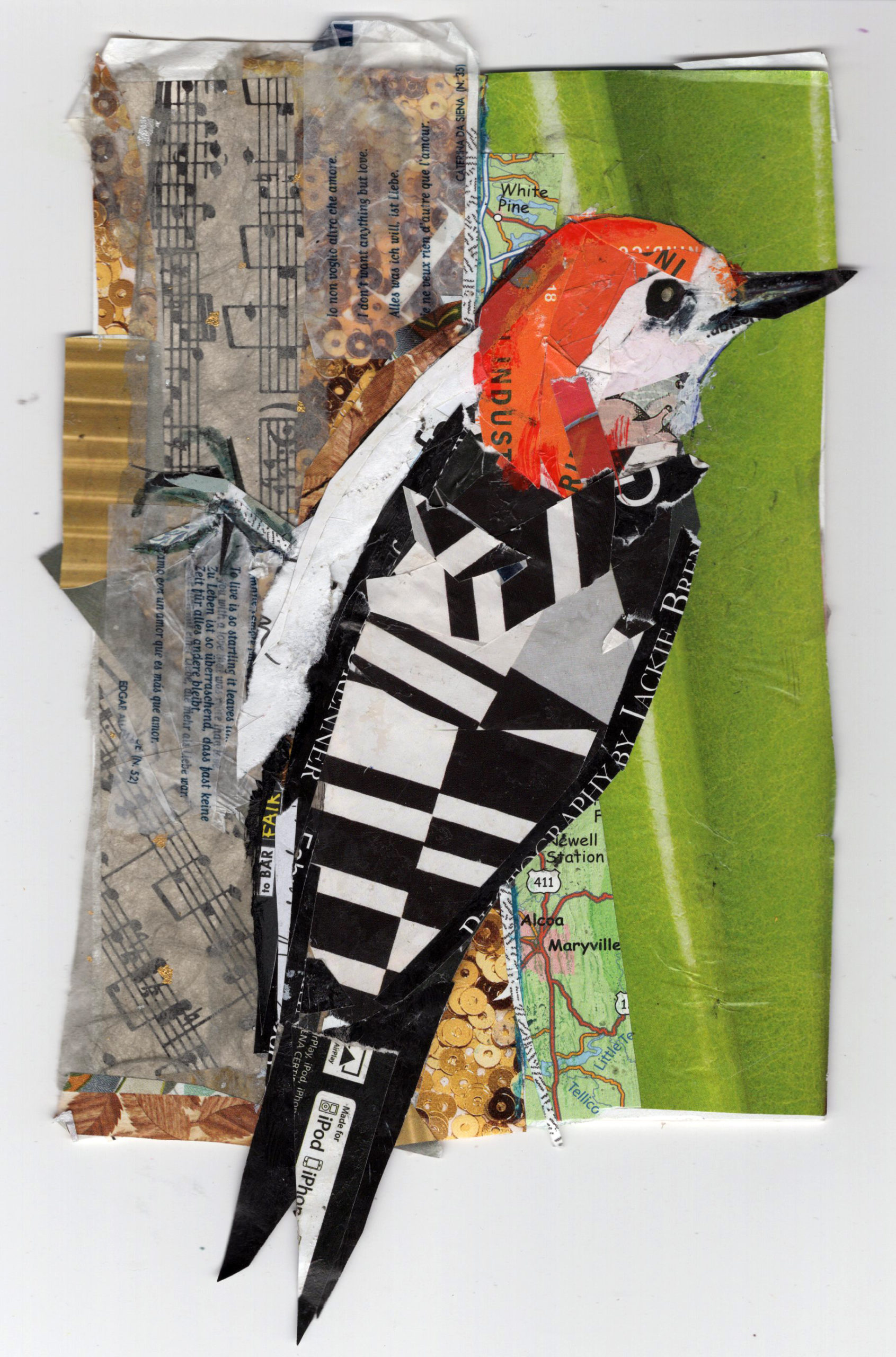 Red Bellied Woodpecker by Kathryn DeMarco, collage 11. 5 x  9. 5 framed at Craven Allen Gallery 300 SOLD