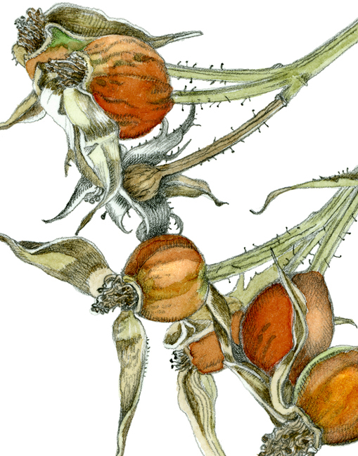 Rose Hips by Ippy Patterson, botanical print on paper, 30 x 22 at Craven Allen Gallery