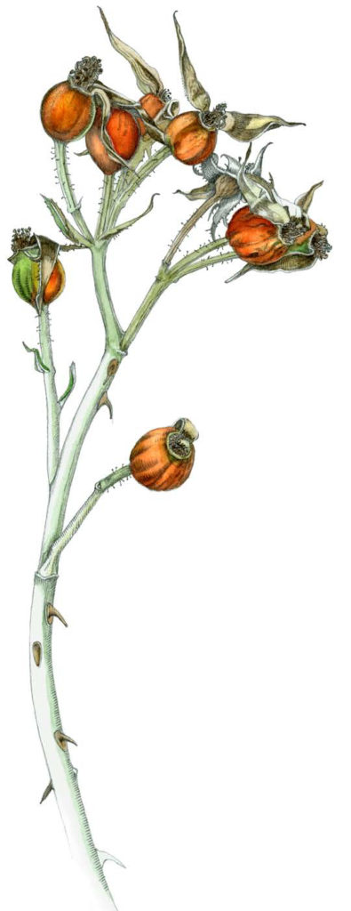 Rose Hips by Ippy Patterson, botanical print on paper, 88 x 44 at Craven Allen Gallery