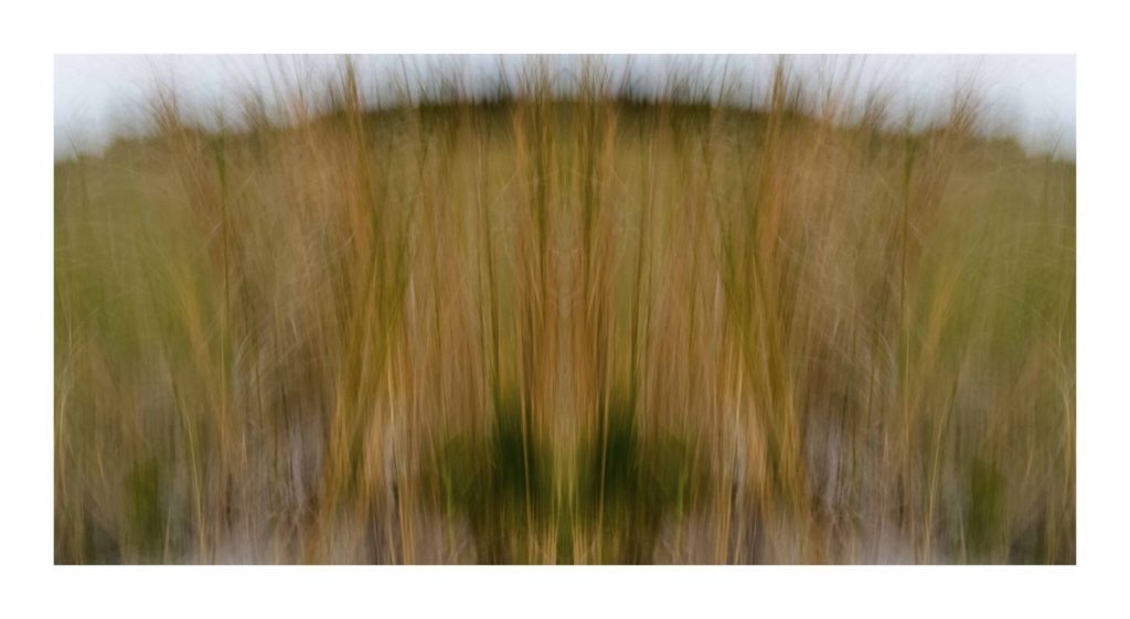 Sea Grass 2 by Dan Gottlieb, inkjet print and acrylic on plexiglass. 36×66 at Craven Allen Gallery