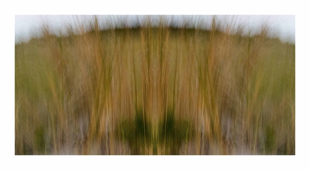 Sea Grass 2 by Dan Gottlieb, inkjet print and acrylic on plexiglass. 36×66 at Craven Allen Gallery