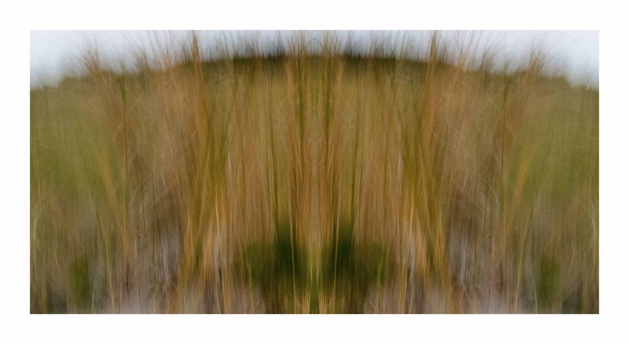 Sea Grass 2 by Dan Gottlieb, inkjet print and acrylic on plexiglass. 36×66 at Craven Allen Gallery