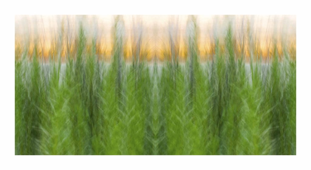 SeaGrass.4 by Dan Gottlieb, inkjet print and acrylic on plexiglass, 30×54.PR at Craven Allen Gallery