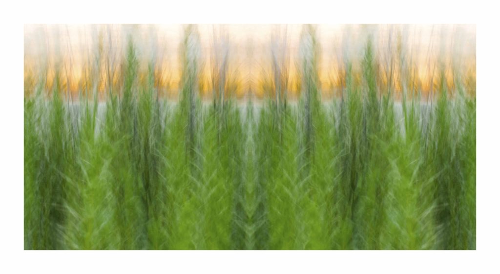 SeaGrass.4 by Dan Gottlieb, inkjet print and acrylic on plexiglass, 30×54.PR at Craven Allen Gallery