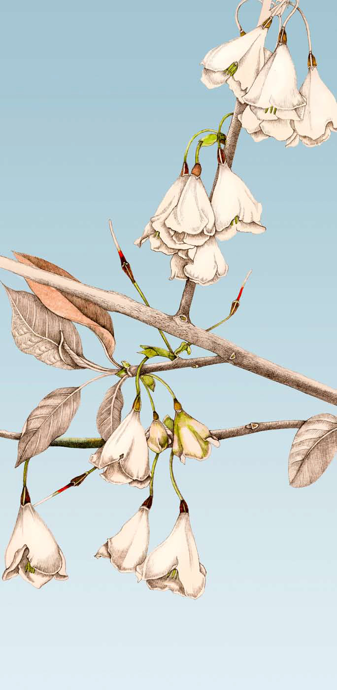 Silverbells by Ippy Patterson, botanical print on paper, 88 x 44 at Craven Allen Gallery