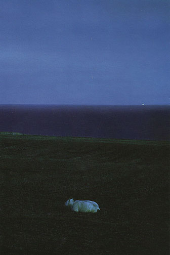Solitary Sheep fort minute large formatfilm exposure to moonlight near the North Sea, Scotland by MJ Sharp, photograph at Craven Allen Gallery