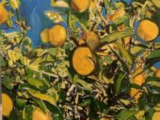 Lemons Tree by Beverly McIver